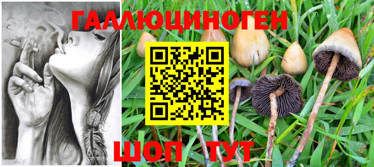 Галлюциногенные грибы Psilocybe Россия